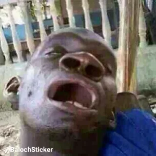 Telegram sticker 😴 🆔 @BalochSticker 👈 بلوچ استیکر