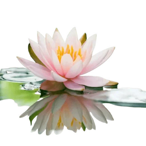 Telegram sticker 🌹 @Buddha_teaching