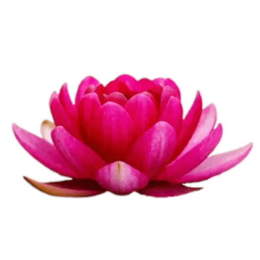 Telegram sticker 🌹 @Buddha_teaching