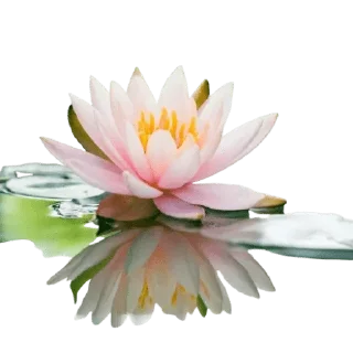 Video sticker 🌹 @Buddha_teaching