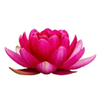 Video sticker 🌹 @Buddha_teaching