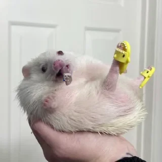 Video sticker 🦦 Yasi