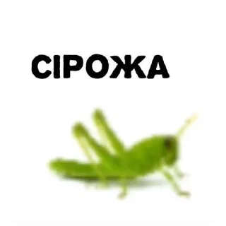 Telegram stiker 🥦 Саша дура