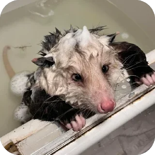 Telegram stiker 🫥 Опоссумы крутые