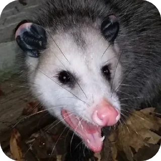 Telegram stiker 🫥 Опоссумы крутые