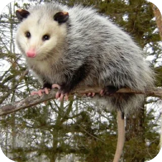 Telegram stiker 🫥 Опоссумы крутые