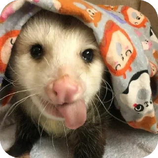 Video sticker 🫥 Опоссумы крутые