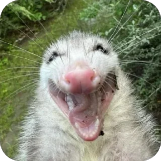 Sticker 😝 Опоссумы крутые