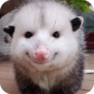 Telegram stiker 🫥 Опоссумы крутые