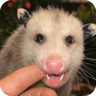 Video sticker 🫥 Опоссумы крутые