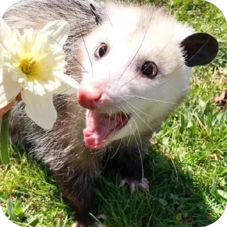 Telegram stiker 🫥 Опоссумы крутые