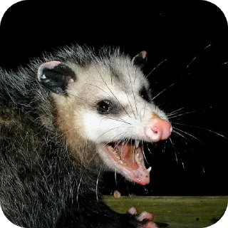 Video sticker 🫥 Опоссумы крутые