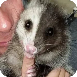 Telegram stiker 🫥 Опоссумы крутые