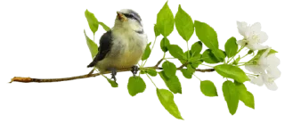 Video sticker 🧚‍♀ @gifsandimages Animals — @stckrRobot