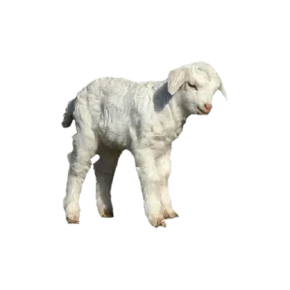 Video sticker 🌟 @gifsandimages Animals — @stckrRobot