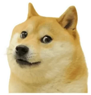 Video sticker 🐶 @gifsandimages Animals — @stckrRobot
