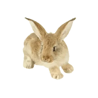 Sticker 🐇 @gifsandimages Animals — @stckrRobot