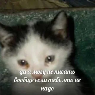 Telegram sticker 😾 @emodziy