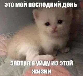 Telegram sticker 😹 @emodziy