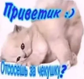 Telegram sticker 😻 @emodziy