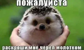 Video sticker 🦔 @emodziy