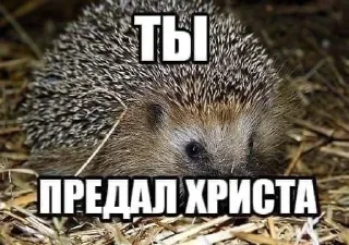 Video sticker 🦔 @emodziy