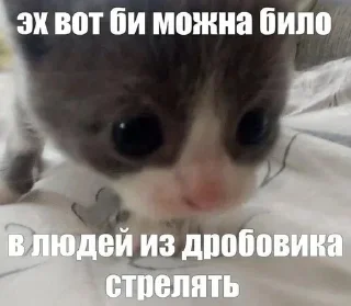 Telegram sticker 😺 @emodziy