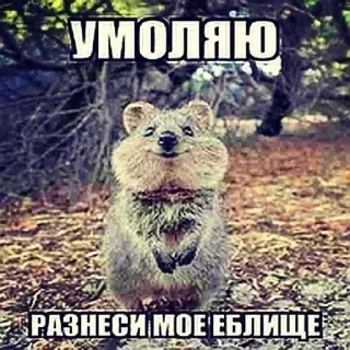 Sticker 🥺 @emodziy