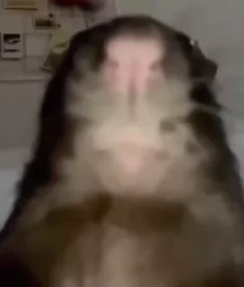 Video sticker 👃 Лучшие стикеры: @animstikers1