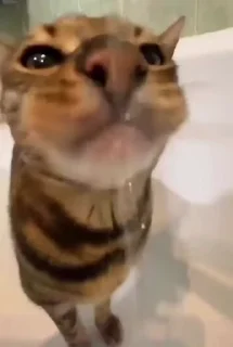 Video sticker 👅 Лучшие стикеры: @animstikers1