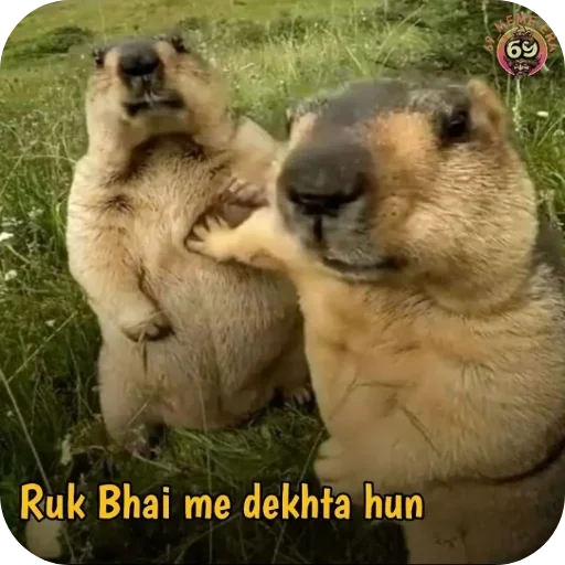 Telegram sticker 🖼 I am Back @Rohit_legend10