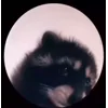 Video sticker 🤩 AMIRICH @TgEmodziBot