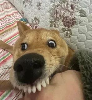 Telegram stiker 🌟 Baki