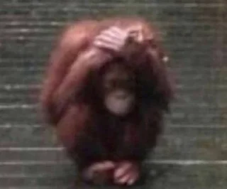 Video sticker 🌟 FW24-25 :: @fStikBot