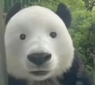 Telegram sticker 🌟 FW24-25 :: @fStikBot