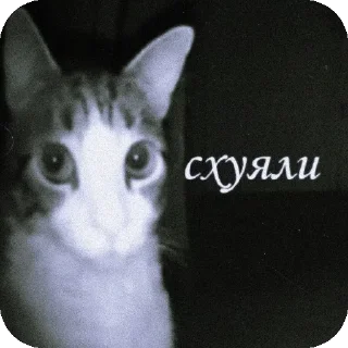 Telegram sticker 🐱 абвгдеёж