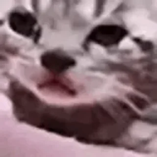 Video sticker 😿 Дашины заготовки🤠 :: @fStikBot