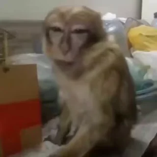 Video sticker ™️ @sexstikkers