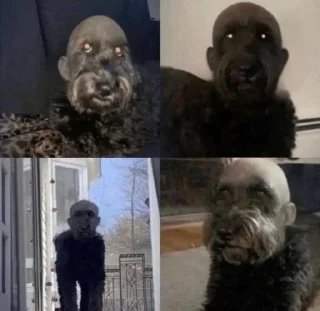 Video sticker 💀 پک ساخت شیا