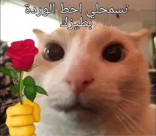 Telegram sticker 🌹 @Staboster تجمع شتبوستر العراق