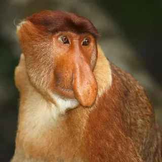 Sticker 🤩 чисто goat :: @fStikBot