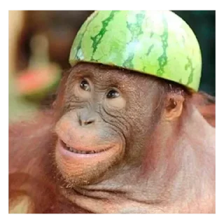 Телеграм стикер 🌟 чисто goat :: @fStikBot