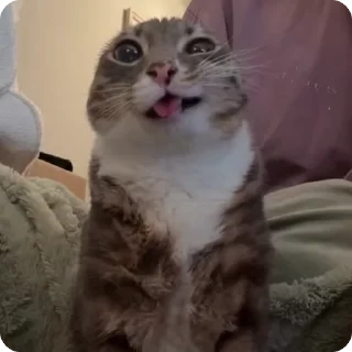 Video sticker 💦 Ригби Кот @StickerChest