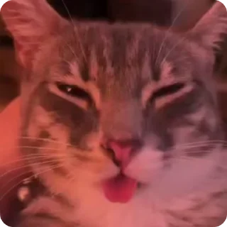 Video sticker 🪩 Ригби Кот @StickerChest