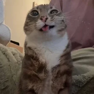 Video sticker 🤪 Ригби Кот @StickerChest