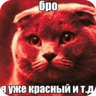 Video sticker 🐱 Я уже красный