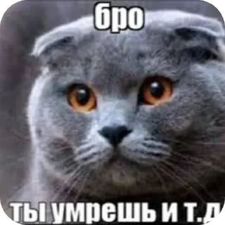 Video sticker 🐱 Я уже красный