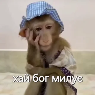 Video sticker 🙏 бібізянки 3 :: @fStikBot