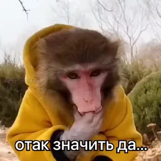 Video sticker 🥺 бібізянки 3 :: @fStikBot