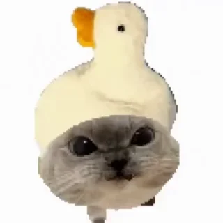 Video sticker 🦆 Nickssentials_3 :: @fStikBot